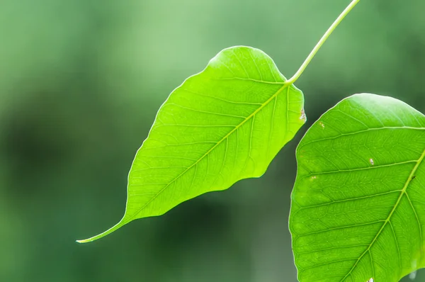Texture verde foglia bodhi — Foto Stock