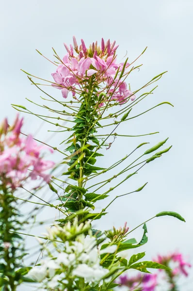 Çiçeği örümcek çiçek alan plantasyon — Stok fotoğraf