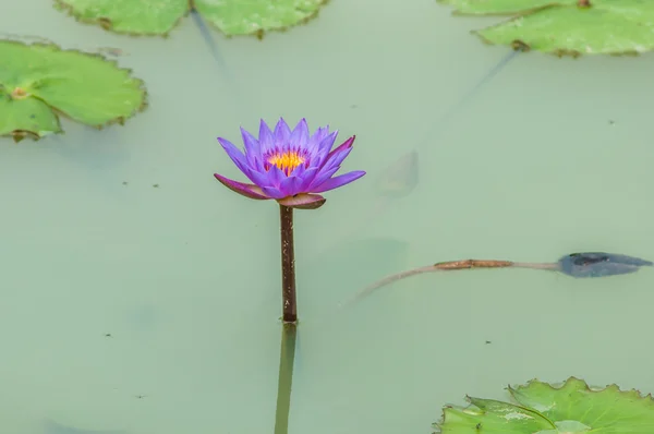 Квітка лотоса на ставку — стокове фото
