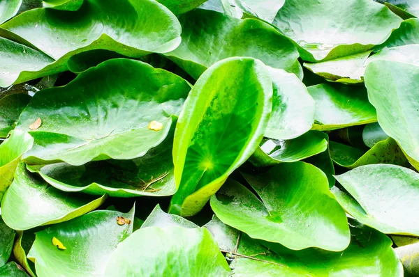 Plantación de loto en estanque en el parque Suanluang RAMA IX —  Fotos de Stock