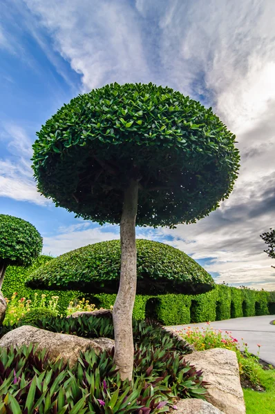 Bomen in Suanluang Rama Ix park ingericht — Stockfoto