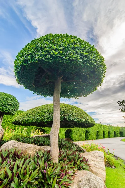 Bomen in Suanluang Rama Ix park ingericht — Stockfoto