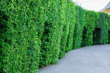 Peyzaj ağaçları genel Park, Bangkok, Tayland