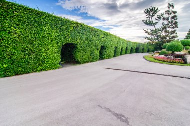 Peyzaj kesilmiş ağaçların kamu Park, Bangkok, Tayland