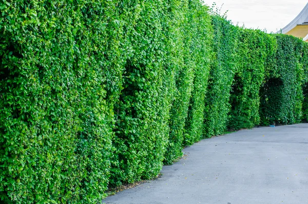 Peyzaj ağaçları genel Park, Bangkok, Tayland