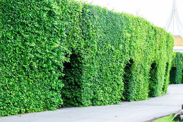 Peyzaj ağaçları genel Park, Bangkok, Tayland