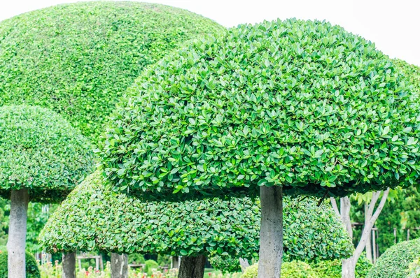 公共の公園、バンコク、タイで木の美化 — ストック写真
