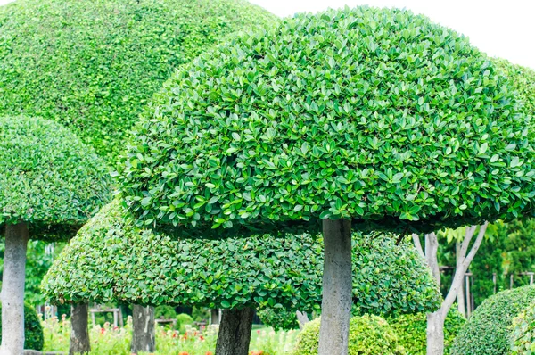 Peyzaj ağaçları genel Park, Bangkok, Tayland