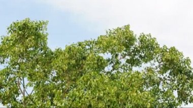 Büyük bir Bodhi ağacı Rüzgar uçurdu