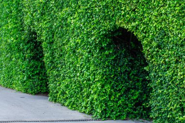Peyzaj kesilmiş ağaçların kamu Park, Bangkok, Tayland