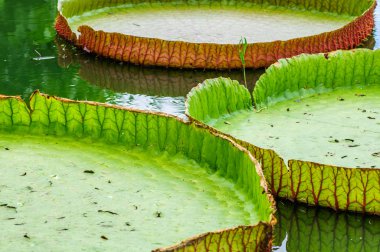 su tesisi yakın çekim victoria yaprağı