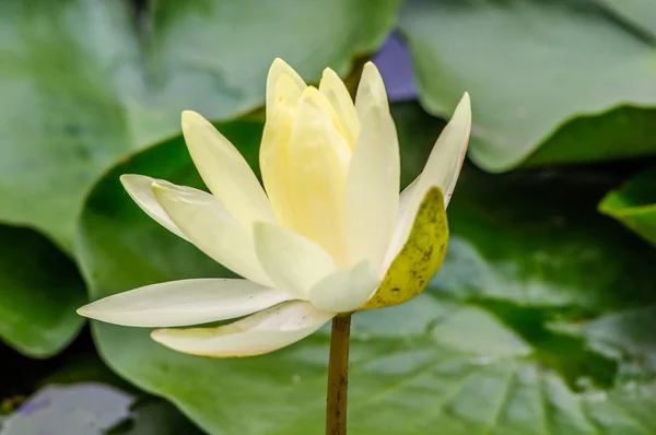 Листя квіткового лотоса зеленого кольору на водяній рослині — стокове фото