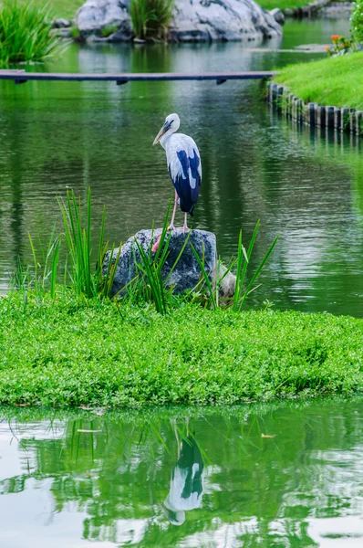 Héron cigogne debout sur un rocher dans le jardin . — Photo