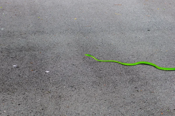 Couleur vert serpent sur la route — Photo