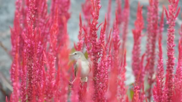 Moineau oiseau sur une fleur rouge en naturel — Video
