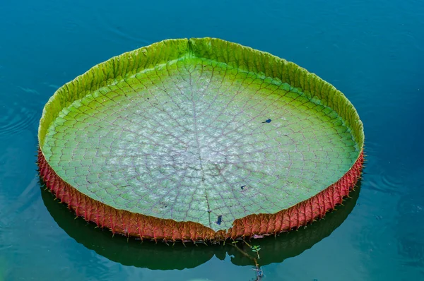 Close-up victoria leaf on water plant field — Stock Photo, Image