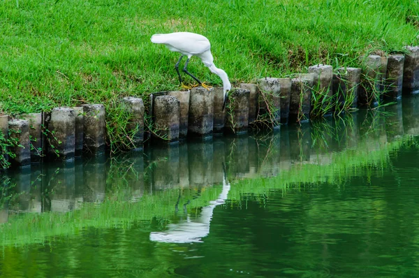 Bocian Czapla stojący na skale w ogrodzie. — Zdjęcie stockowe