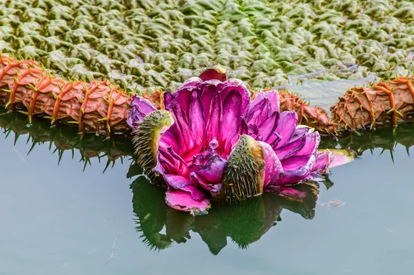 Close-up victoria flower, leaf on water plant field — Stok Foto