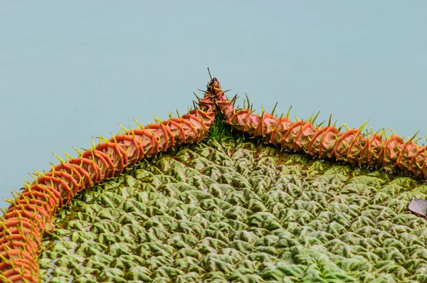 Primer plano hoja victoria en el campo de plantas de agua — Foto de Stock