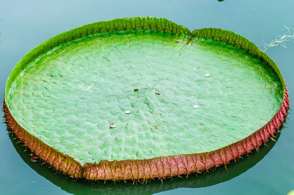 Close-up victoria daun pada tanaman air lapangan Stok Gambar Bebas Royalti