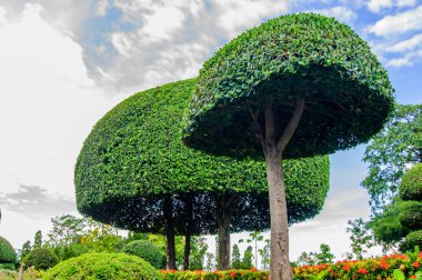 Genel Park peyzaj kesilmiş ağaçlar