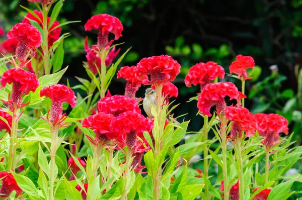 Brid bahçede Cockscomb renkli çiçek üzerinde — Stok fotoğraf