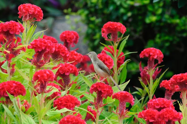 Híbrido en Cockscomb flores de colores en el jardín — Foto de Stock