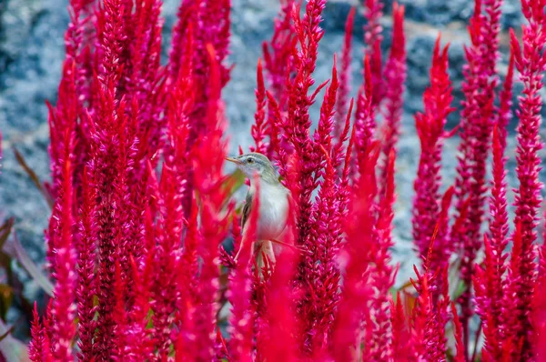 Burung pipit pada bunga merah secara alami Stok Gambar