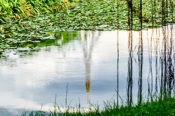 Lotus blad grön på anläggningar för vatten — Stockfoto