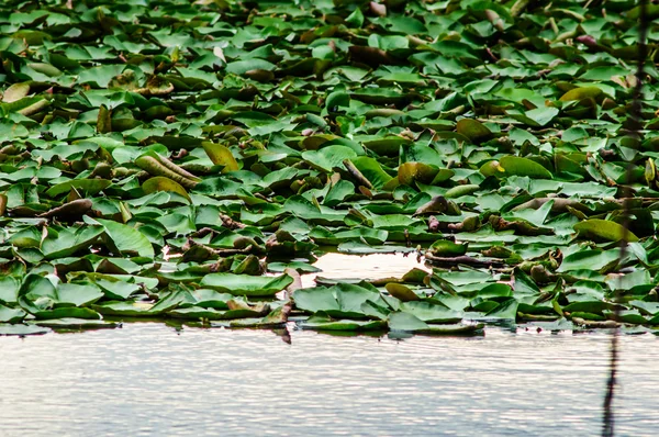 Lotus listové zeleně na vod — Stock fotografie