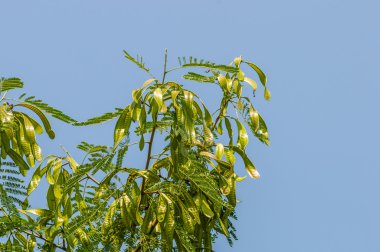 Akasya doğal gökyüzü arka plan ile
