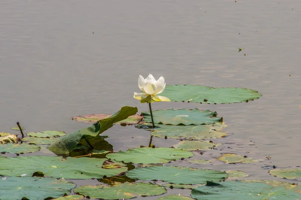Біла квітка лотоса на природному фоні — стокове фото