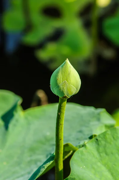 Зелена квітка лотоса на природному фоні — стокове фото