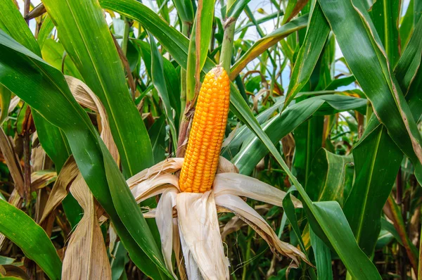 Agricultura del campo de maíz en Tailandia — Foto de Stock