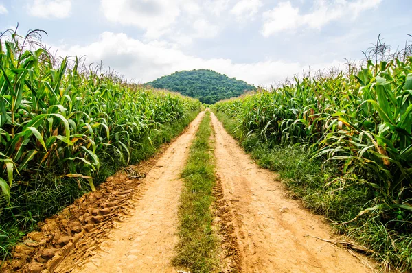 Jalan di ladang jagung di pedesaan — Stok Foto