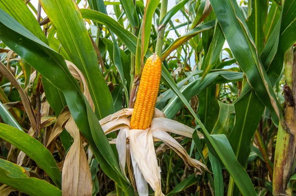 Maïs veld landbouw inthailand — Stockfoto
