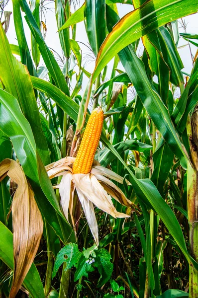 Maïs veld landbouw inthailand — Stockfoto