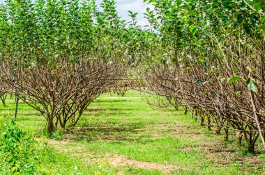 Wang Nam Keaw Bahçe çiftlik dut ağacı