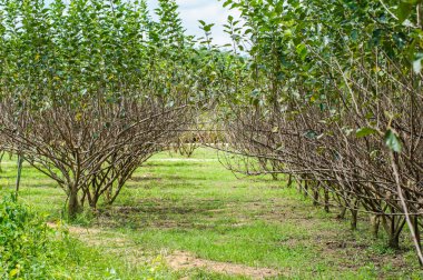 Wang Nam Keaw Bahçe çiftlik dut ağacı