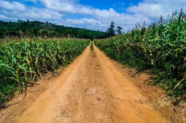 Jalan di ladang jagung di pedesaan — Stok Foto
