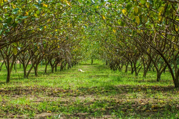 Taman pohon murbei di Wang Nam Keaw — Stok Foto