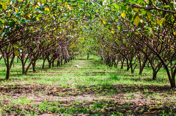 Taman pohon murbei di Wang Nam Keaw — Stok Foto