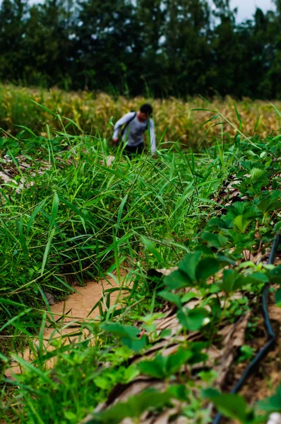 Thailändska jordbruk arbetar jordgubbar bär i fältet Wang Nam Kheaw — Stockfoto