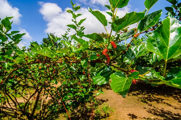 Mulberry di pohon — Stok Foto