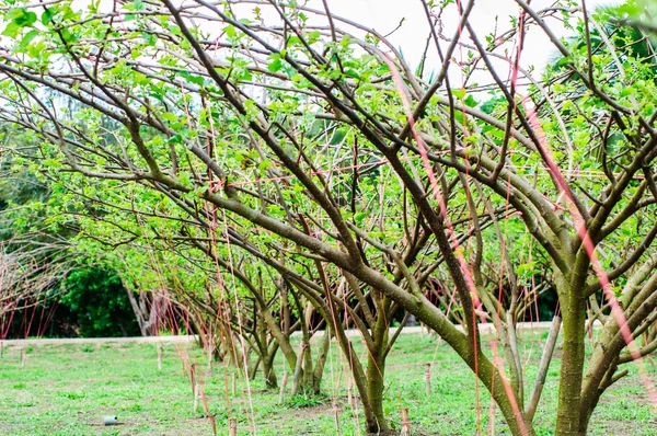 Pohon murbei di perkebunan di pedesaan — Stok Foto