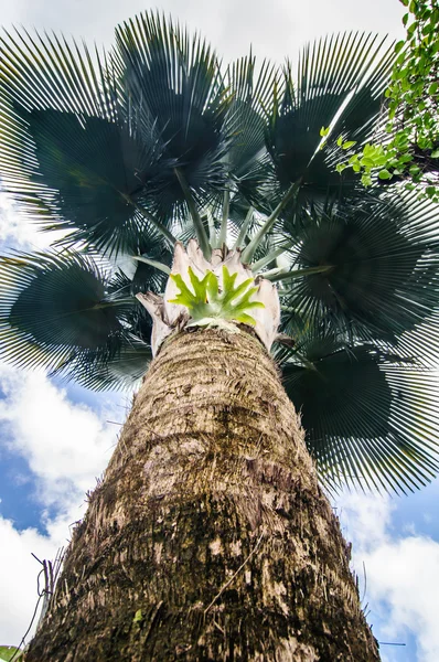 Branches of palm tree with under view palm tree — Stock Photo, Image