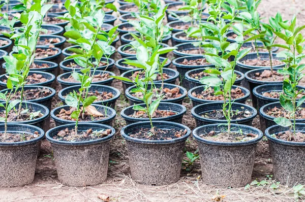 Bibit lemon siap ditanam dalam pot — Stok Foto