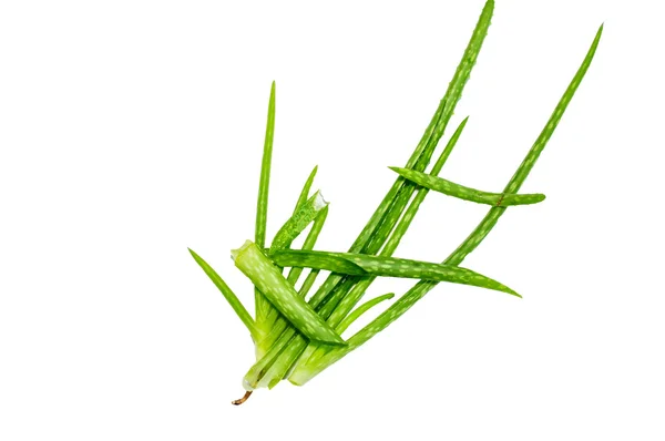 Planta aloe vera isolado em branco — Fotografia de Stock