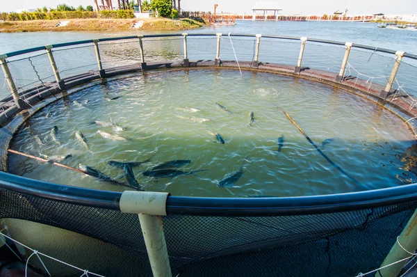 Peternakan ikan di ThaiIand . Stok Gambar Bebas Royalti