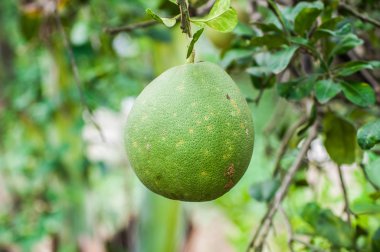 Greyfurt Ağaçta asılı yeşil